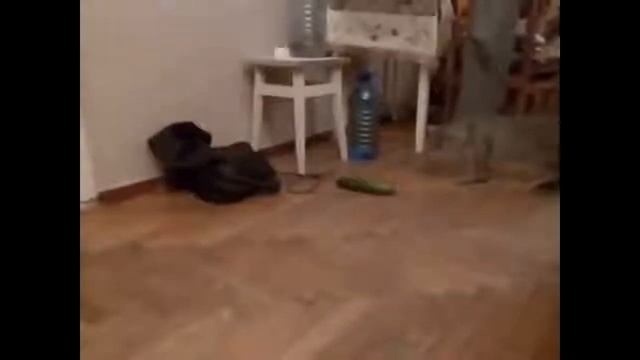 Смешные кошки приколы про кошек и котов 2017 #29 Коты и огурцы Funny cats