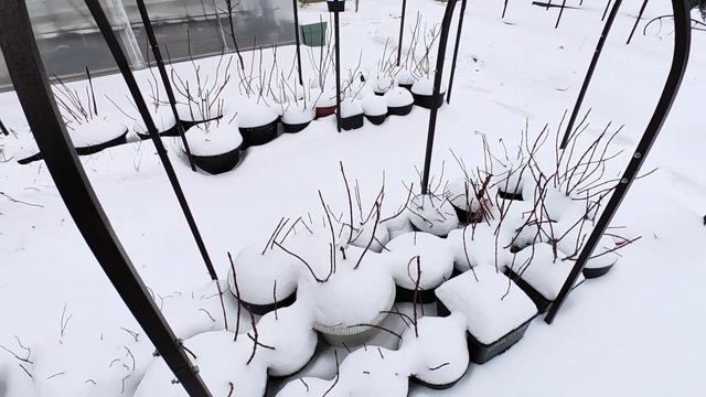Привет из зимы. О том, как зимуют мои гортензии и клема?