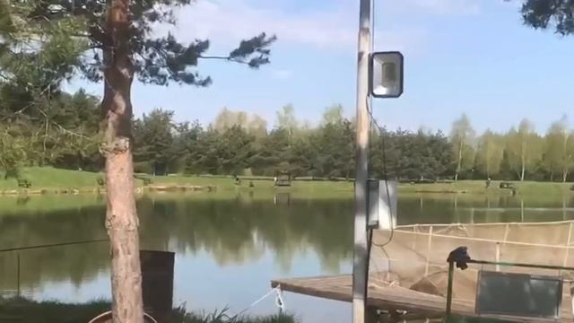 утренние поимки карпа