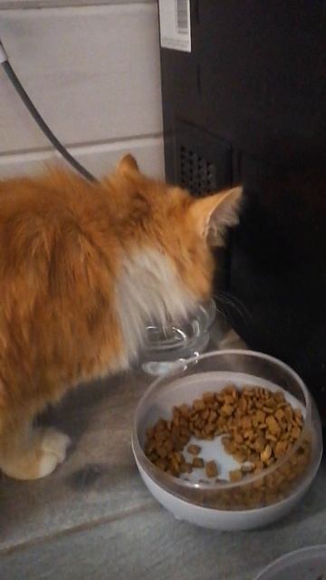 Мой кот Марти