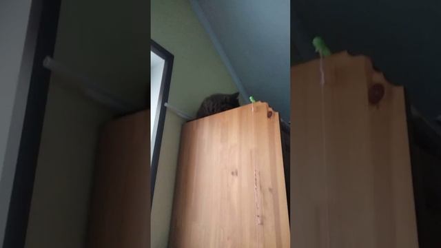 айфон 16 pro max для моего кота!!!🐈🐈⬛