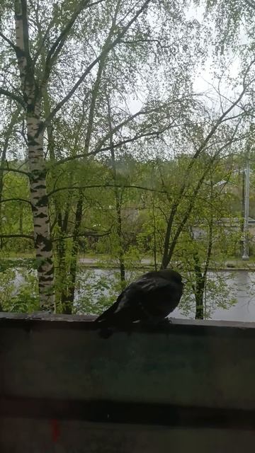 С птичкой все хорошо