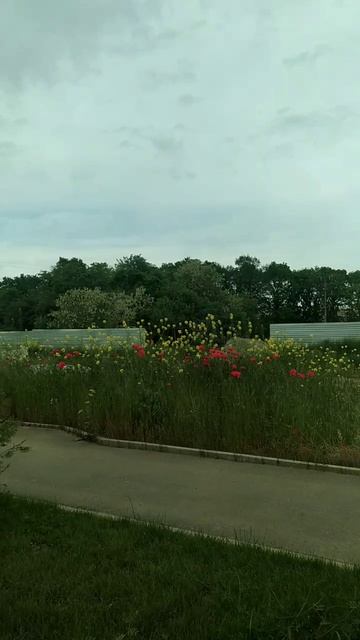 Краснодар 15.05.25 температура воздуха утром