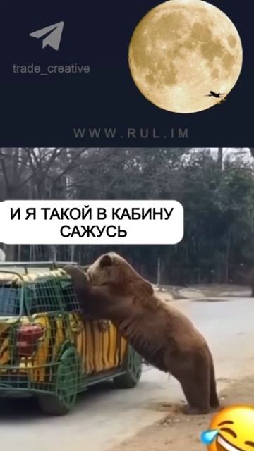 Здарова Мужик! Медведь и вертолет | RUL.IM