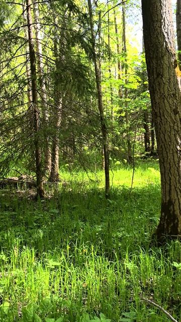 🍄 15.05.2025 г. Весенние грибы всё? Юг Подмосковья #грибы #природа