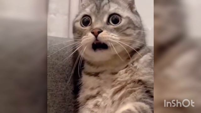 Будьте здоровы! 😀( прикол с котиками) 😀🐱