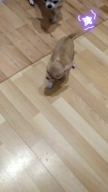 мальчишка рыжий чихуахуа