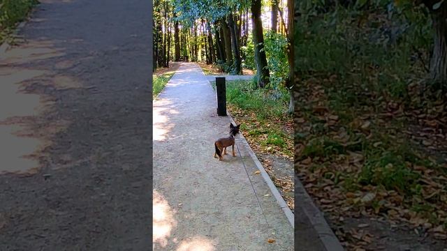 Эля в парке. Эле 12 лет, это голая, китайская хохлатая собака.