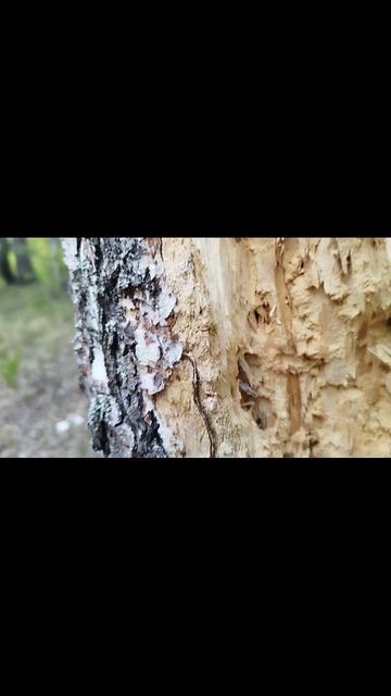 дятел съел березу