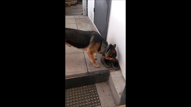 Собака. Кот. Том и Фокс.