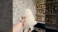 #pomeranian #шпиц
