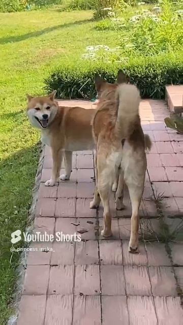 #собачки#гуляют.mp4