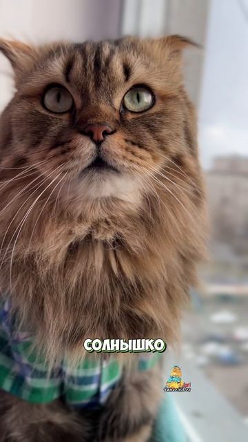 А какая у вас погода?😸 #котики #юмор #животные