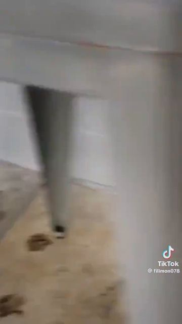 Белые собаки и грязь