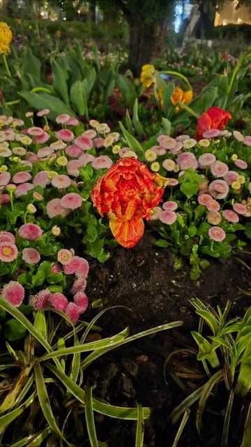 🌺🌺🌺 Пионовидные тюльпаны под дождем‼️🌺🌺🌺 #кра?