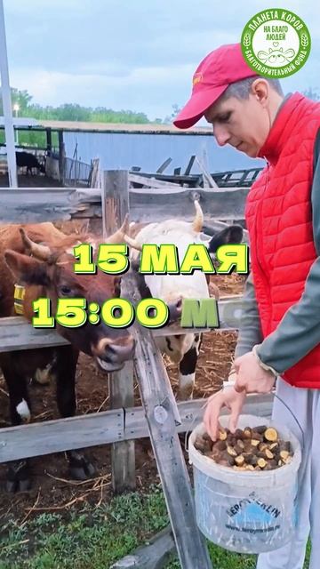 Присоединяйтесь сегодня 15 мая в 15:00 мск к онлайн-кормлению коров в Международный день семьи
