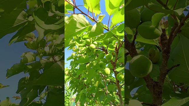 Кубань, замерзло, но не всё 😍😭