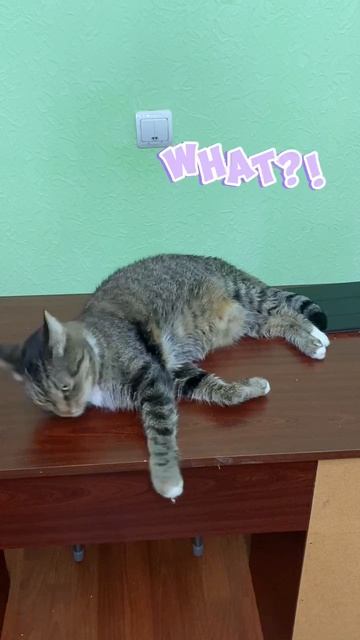 Из жизни Бэна 🐈⬛