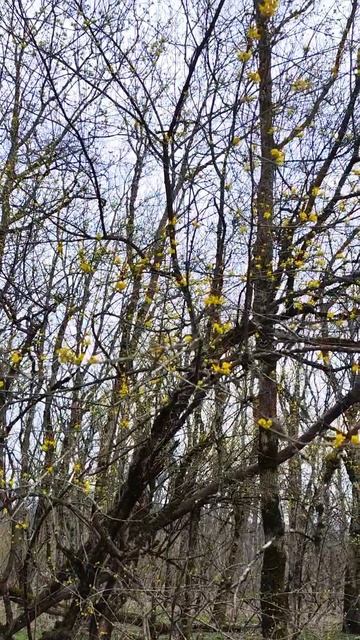 весенний лес в Новороссийске #nature #пениептиц #поход