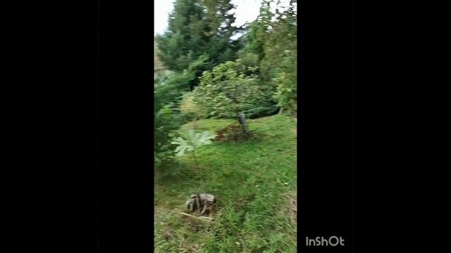 Что я творю-вытворяю в своем саду? Часть 2.