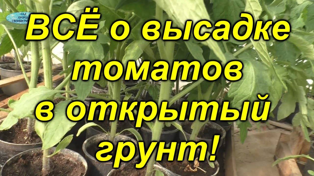 Высадка томатов в открытый грунт - все тонкости от схемы посадки до заправки лунки.