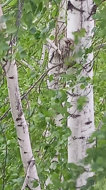 сова из окна