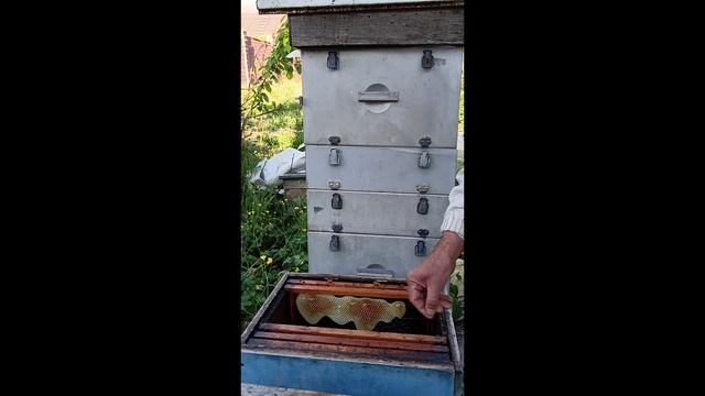 14.05.2025г. Сегодня на пасеке. Первый рой.