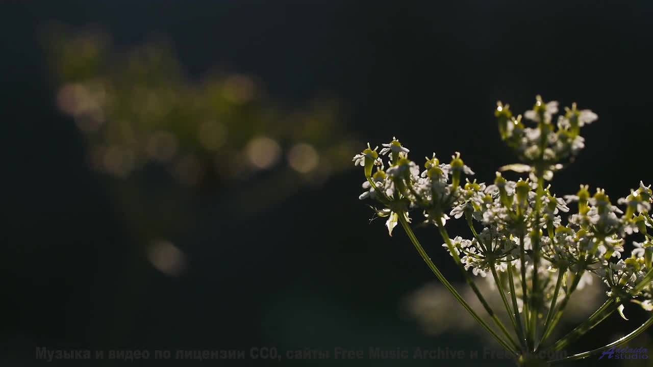 Каждая секунда - как вспышка эмоций под этот трек - Sunday Grey -- Ketsa -- Equinox Rising