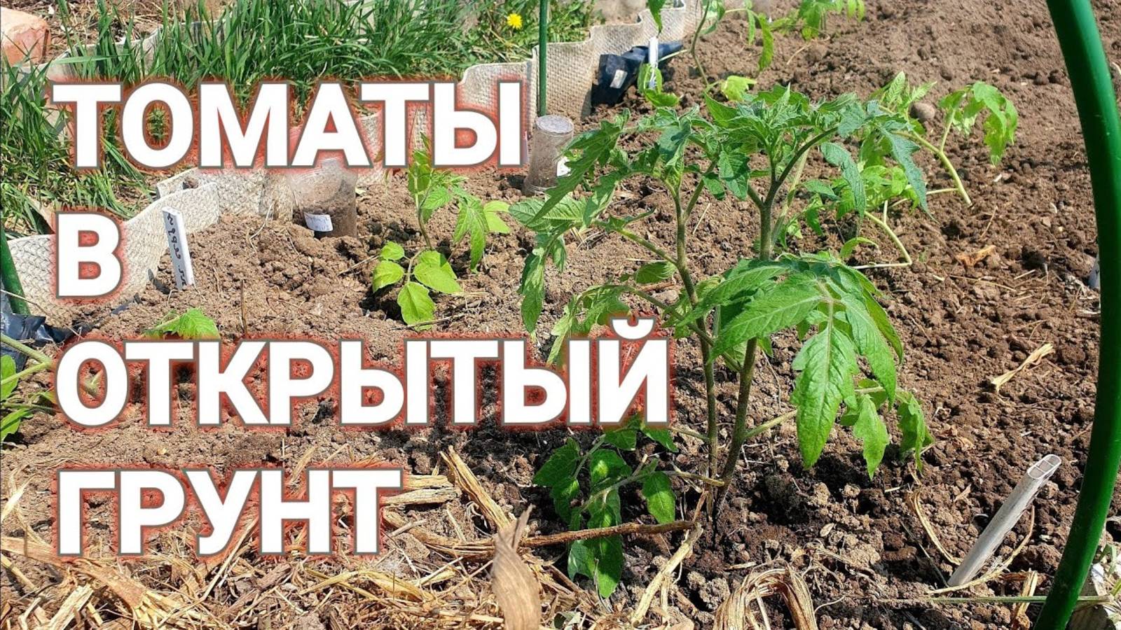 ВЫСАЖИВАЮ ТОМАТЫ 🍅 в ОТКРЫТЫЙ грунт. Что кладу в лунку