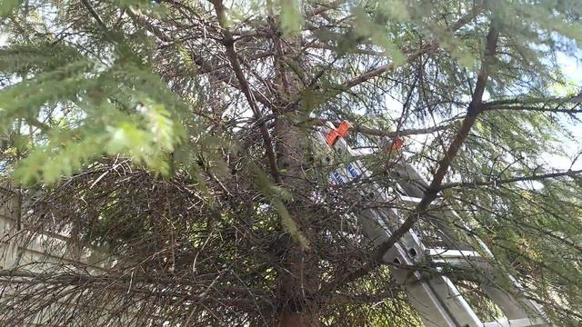 Решение для большой ели, чтобы не удалять.