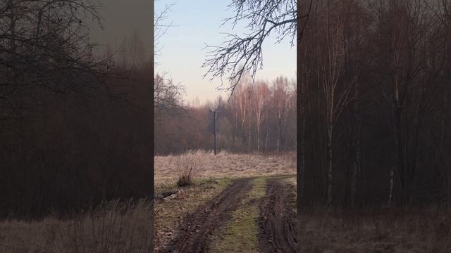 ✨ "Мурашки гарантированы: Рассвет, который вы НЕ увидите в городе" #антистресс #хочувдеревню #хутор