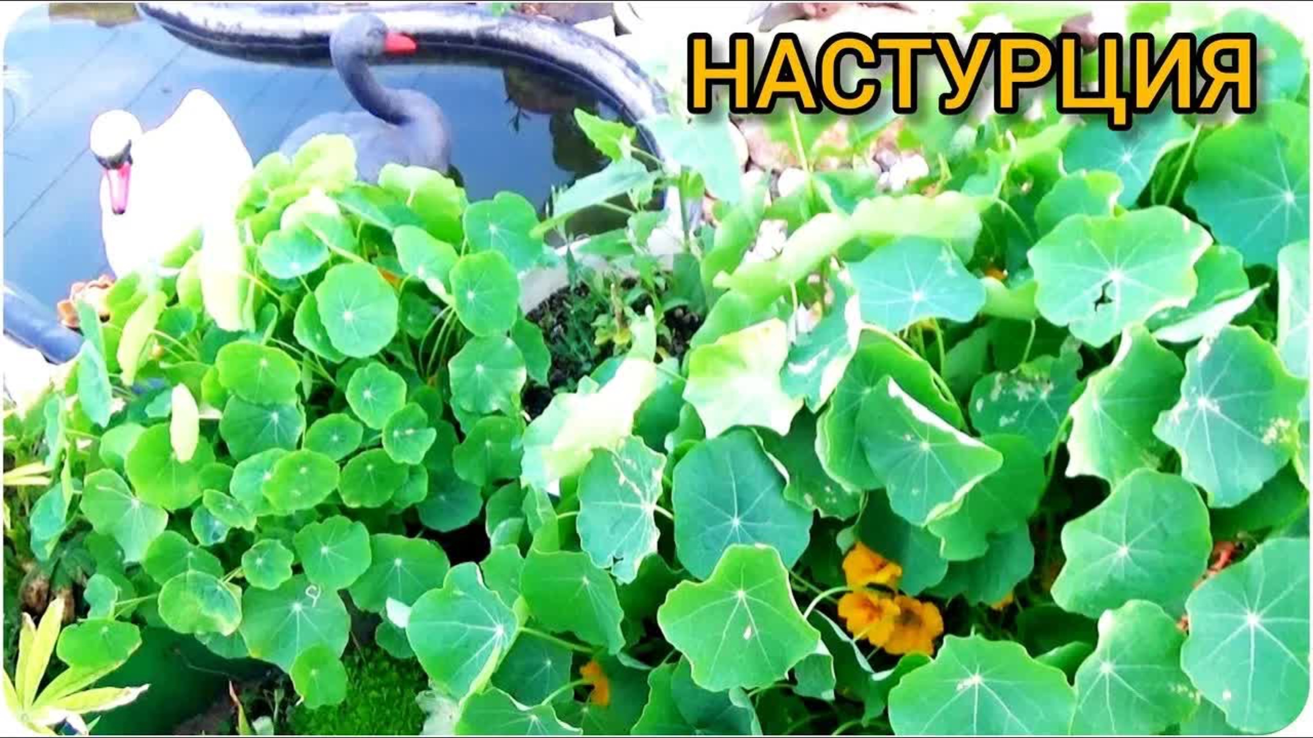 Цветник без хлопот: как настурция защищает огород от вредителей и украшает участок