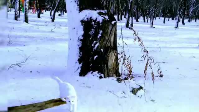 Кот Снежок гуляет по первому снегу