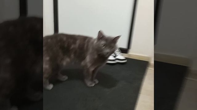 моя кошка Сима