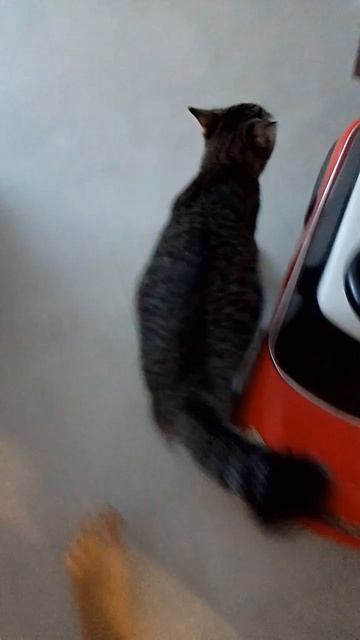 🐈🐈⬛