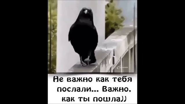 ПРИКОЛЬНЫЕ МЫСЛИШКИ!! ПОДПИШИСЬ НА ЮМОР!!