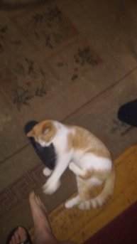 Кот - это всегда к улыбке!😁💯😁