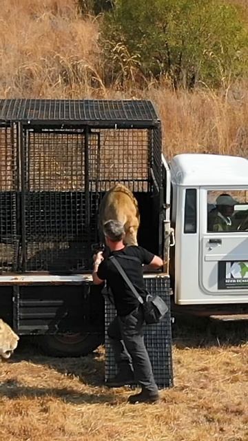 Loading LIONS with a Ramp #cat #wild #fun
