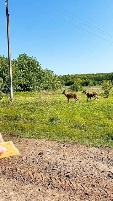 Откуда ОЛЕНИ?!🥲🥹😃