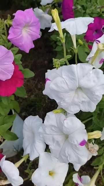 Петунии, как солнце с утра!
