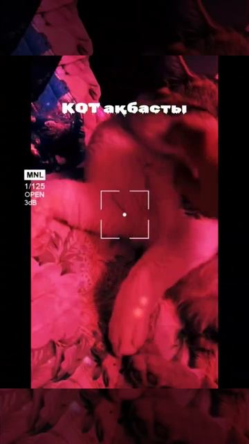 Томи котенок, кошка киса кот cat 😺 kitten 🐈 кис кис барбар