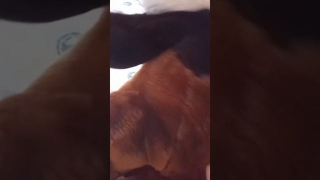 Знакомство с бобром Юлианы