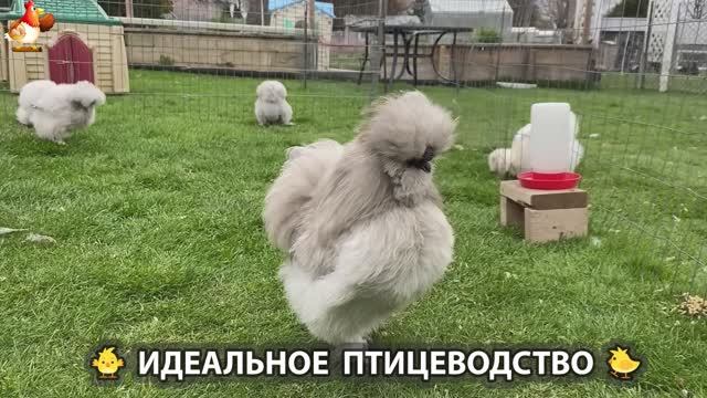 Идеальное птицеводство достойно восхищения 🐓🦆🦢🦚🦃🐔 эпизод (209)