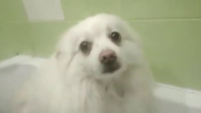 Мишка Япончик