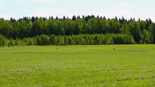 Родезийские риджбеки CHARISMATIC DOG DULSINEA (к) и PODAROK IZ AFRIKI RAMLA RUKURU (б)