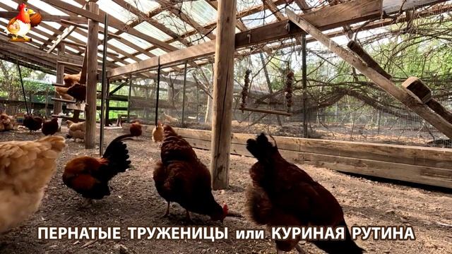 Куры несушки свободного выгула и их обычная куриная рутина – эпизод (304)