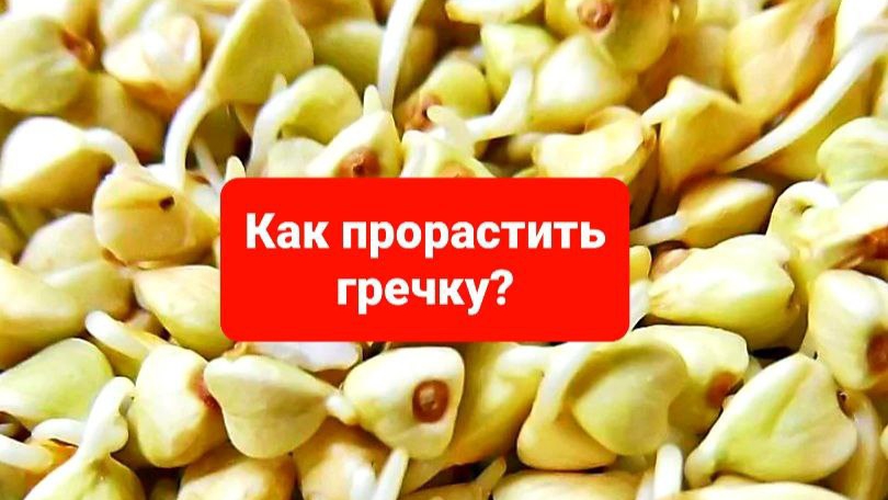 Как прорастить зелёную гречку