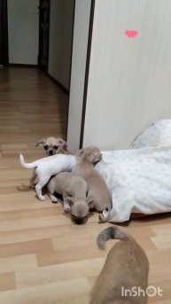 чихуахуа мальчики и девочки, в продаже