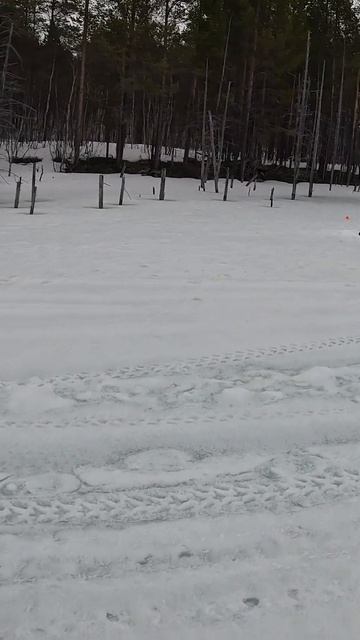 В затопленном лесу Рыбалка #fishing #рыбалка