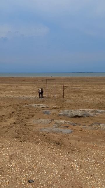 Каспий, корова, турники.